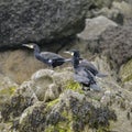 Cormorant Shag Phalacrocoracidae birds preening on rocky cliff f Royalty Free Stock Photo