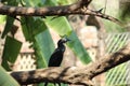 Cormorant siting on a branch of goava tree