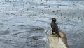 The cormorant sits on a dry fallen tree by the lake. A black bird of prey is resting near the water. Royalty Free Stock Photo