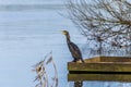 A cormorant sits at the edge of Ravensthorpe Reservoir in Northamptonshire, UK