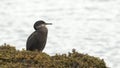 CORMORANT ON ROCK SCOTLAND 100 IPS HD