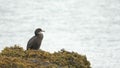 CORMORANT ON ROCK RAIN SCOTLAND 100 IPS HD