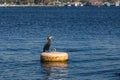 Cormorant sitting on buoy at river surface Royalty Free Stock Photo