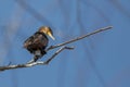 Cormorant sitting on tree branch Royalty Free Stock Photo