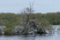 cormorant sitting in the tree in the lake, the tree is dying because the cormorants are pooping on it Royalty Free Stock Photo