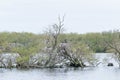 cormorant sitting in the tree in the lake, the tree is dying because the cormorants are pooping on it Royalty Free Stock Photo