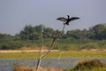 A Cormorant sitting on the tree with open wings Royalty Free Stock Photo