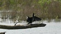 Cormorant sitting on a tree trunk drying it\'s wings in the sun