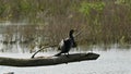 Cormorant sitting on a tree trunk drying it\'s wings in the sun