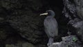 CORMORANT SLEEP NEST SCOTLAND HD