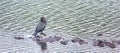 Cormorant on small rocks.