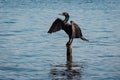 Cormorant spreading its wings on a pole at Celestun, Yucatan, Me