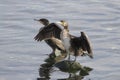 Cormorant spreading wings