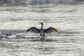 Cormorant spreading wings