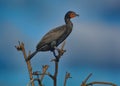 Cormorant sunning himself on a branch