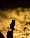 Cormorant at Sunset at Bharatpur Bird Sanctuary,Rajasthan,India Royalty Free Stock Photo