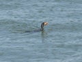 Cormorant swallows its morning catch in a bay near Ocean City, Maryland Royalty Free Stock Photo