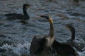 Cormorant - a swimmer and hunter, he has beautiful black plumage Royalty Free Stock Photo