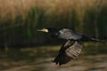 Cormorant - a swimmer and hunter, he has beautiful black plumage Royalty Free Stock Photo