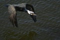 Cormorant - a swimmer and hunter, he has beautiful black plumage Royalty Free Stock Photo