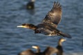 Cormorant - a swimmer and hunter, he has beautiful black plumage Royalty Free Stock Photo