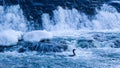 Swimming cormorant in front of a waterfall