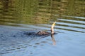 cormorant swimming and splashing in the lake