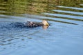 cormorant swimming and splashing in the lake