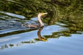 cormorant swimming and splashing in the lake