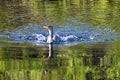 cormorant swimming and splashing in the lake