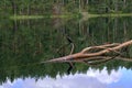 Cormorant in Tobolinka sanctuary