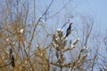 A cormorant at the top of a tree sits on the branches Royalty Free Stock Photo