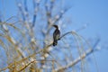 A cormorant at the top of a tree sits on the branches Royalty Free Stock Photo