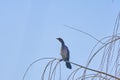 A cormorant at the top of a tree sits on the branches Royalty Free Stock Photo
