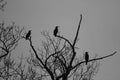 Cormorant in a tree