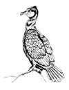 Cormorant vector
