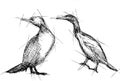 Cormorant Vector Pen Drawing