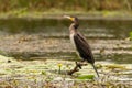 Cormorant waiting for a catch in the Danube Delta, Romania Royalty Free Stock Photo
