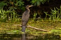 Cormorant waiting for a catch in the Danube Delta, Romania Royalty Free Stock Photo
