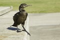 Cormorant walking down steps