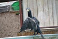 Cormorant watching / Cormoran regardant
