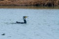 Cormorant water bird coasts and lakes of europe
