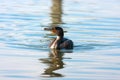 Cormorant water bird Emilia Romagna Italy