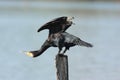 Cormorant water bird Emilia Romagna Italy