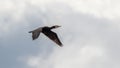 A cormorant water bird in flight