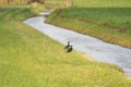 Cormorant, water bird of the Phalacrocoracidae family, sits in the grass, on the bank of a ditch