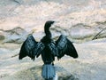 Cormorant wings