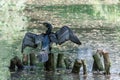 Cormorant with the wings explained