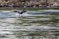 Cormorant wings in lake Kerkini, partial view