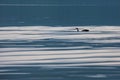 Cormorant wings in lake Kerkini, partial view